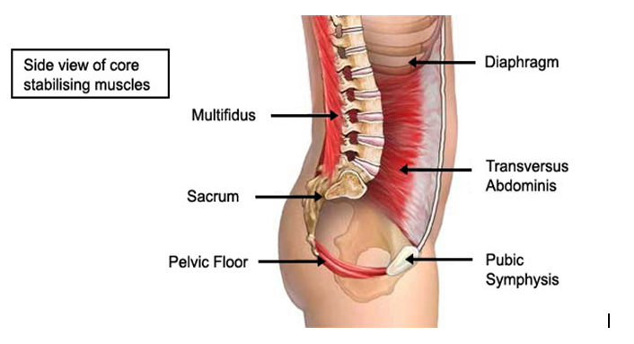 A Healthy Core Equals A Healthy Back