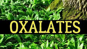 The Oxalates Debate