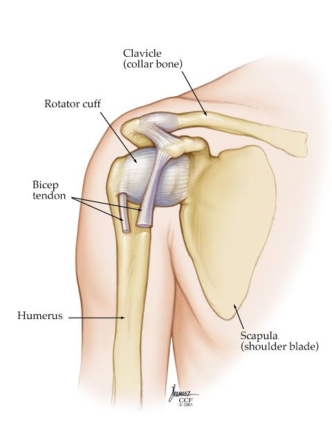 What do you know about the shoulder joint?