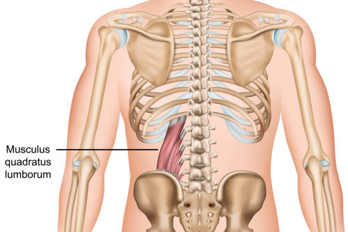 Love Handles and Lower Back Pain: Understanding the Quadratus Lumborum
