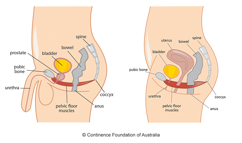 Why A Healthy Pelvic Floor Is So Important For Everyone